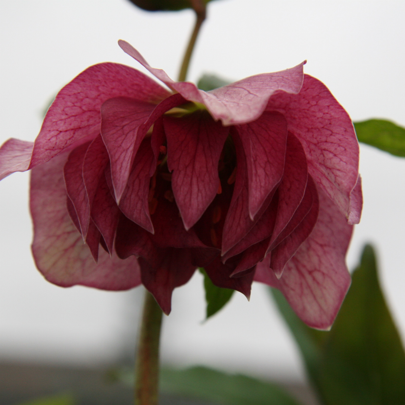 HELLEBORUS x orientalis ‚Double Red‘ (fleurs doubles rouges) en Janvier