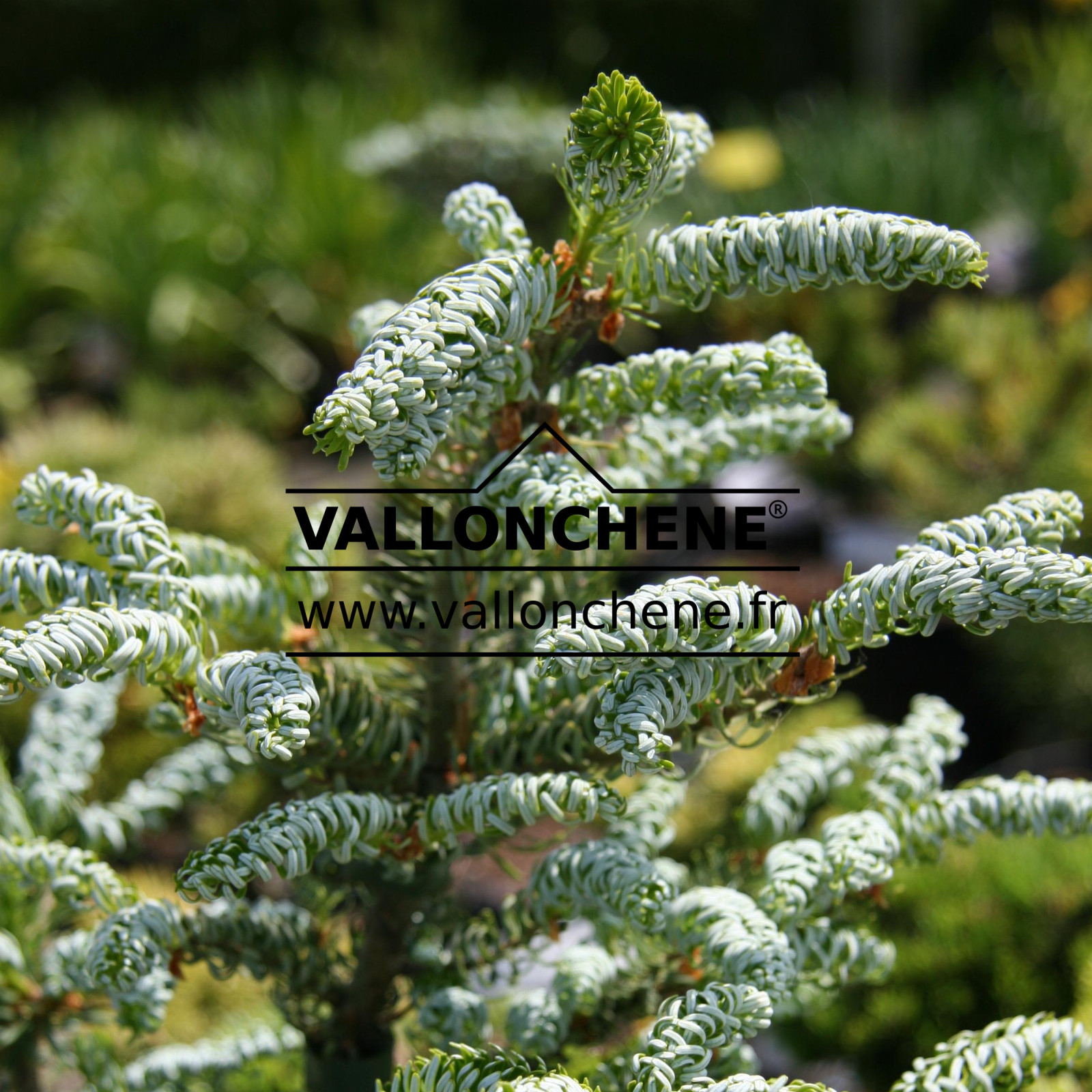 ABIES koreana ‘Schillerlocke’ en Juin