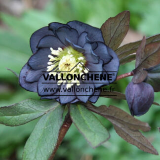 HELLEBORUS x orientalis 'Double Slaty Blue' (fleurs doubles Slaty Blue) en Janvier