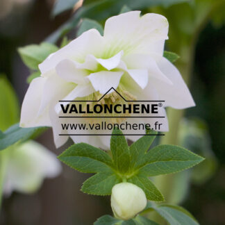 HELLEBORUS x orientalis 'Double White' (fleurs doubles blanches) en Janvier