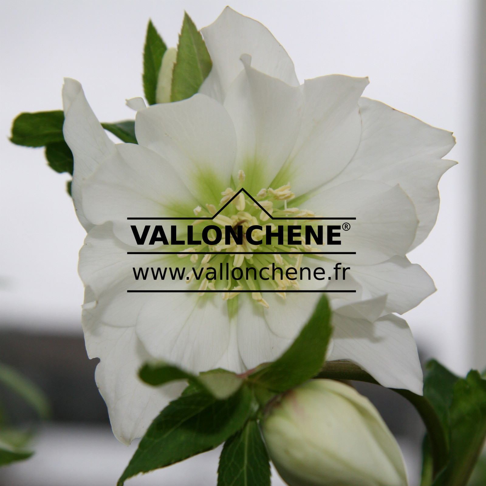 HELLEBORUS x orientalis 'Double White' (fleurs doubles blanches) en Janvier