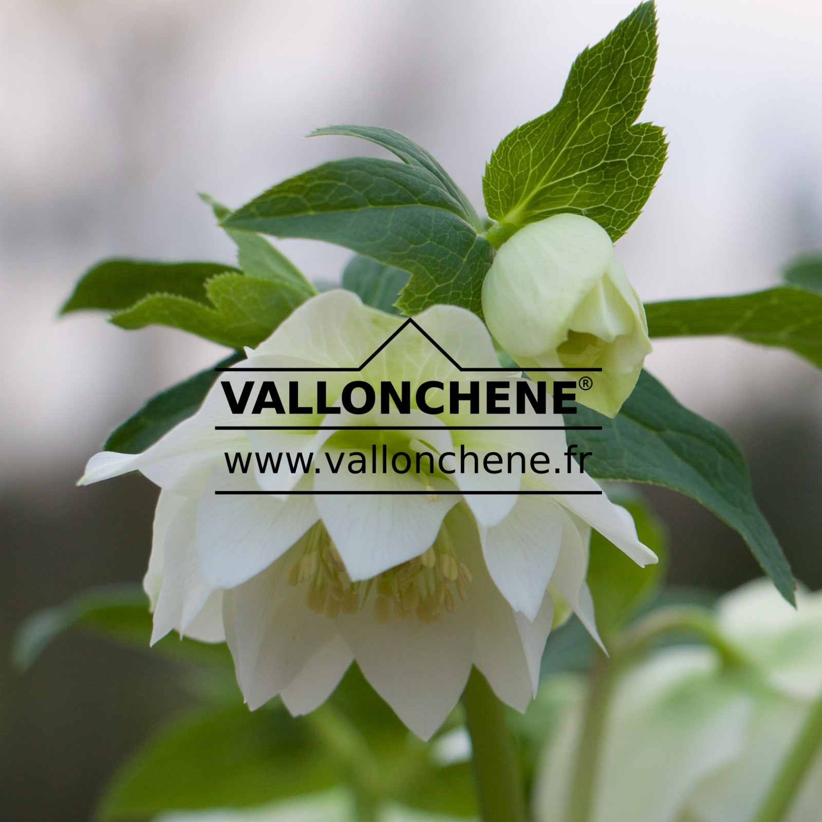 HELLEBORUS x orientalis 'Double White' (fleurs doubles blanches) en Janvier