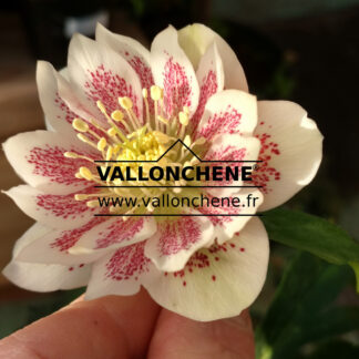 HELLEBORUS x orientalis 'Double White Spotted' (blanc moucheté double) en Janvier