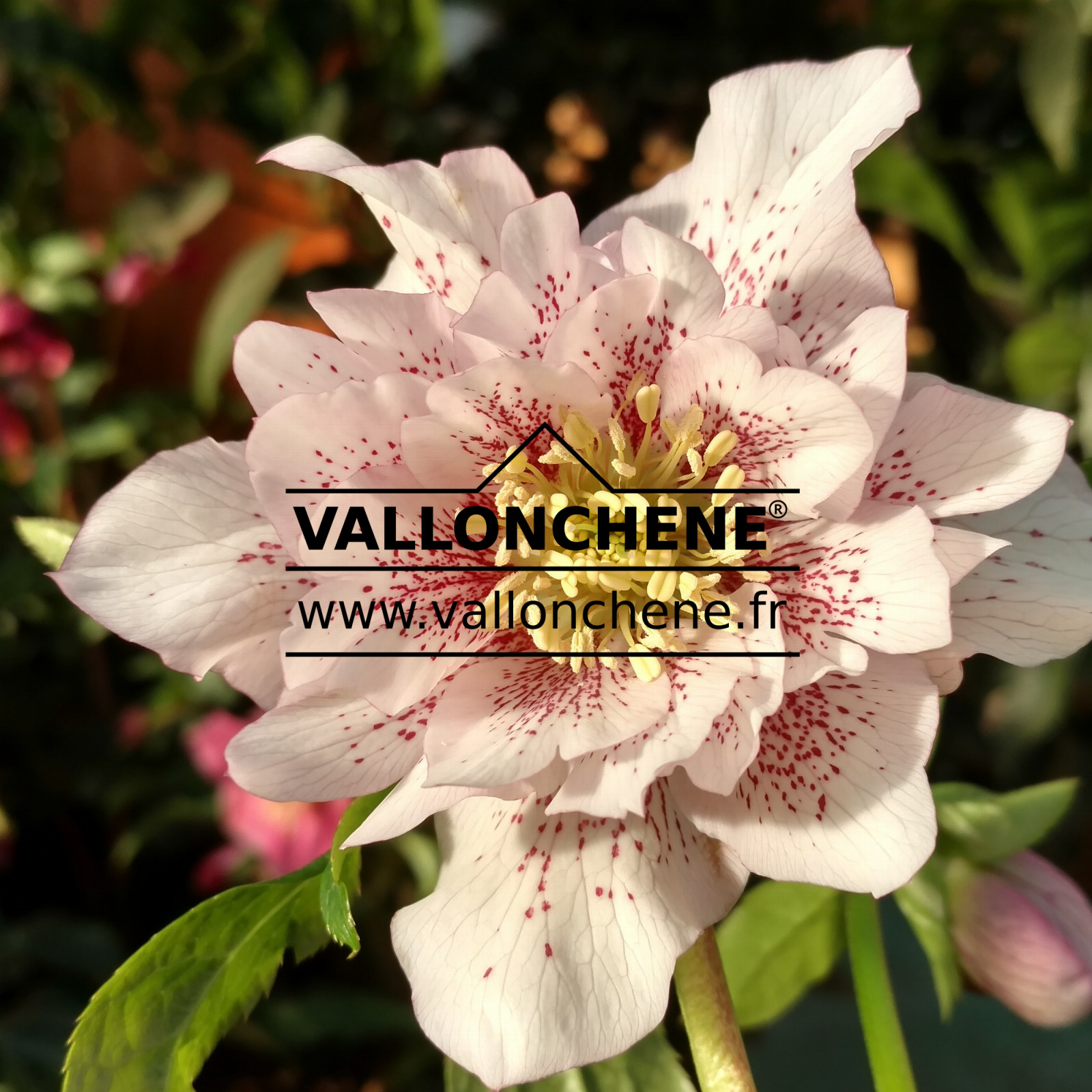 HELLEBORUS x orientalis 'Double White Spotted' (blanc moucheté double) en Janvier