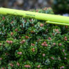 ABIES koreana ‚Silberkugel‘ en Octobre
