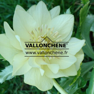 HELLEBORUS x orientalis 'Double Yellow' (fleurs doubles jaunes) en Novembre