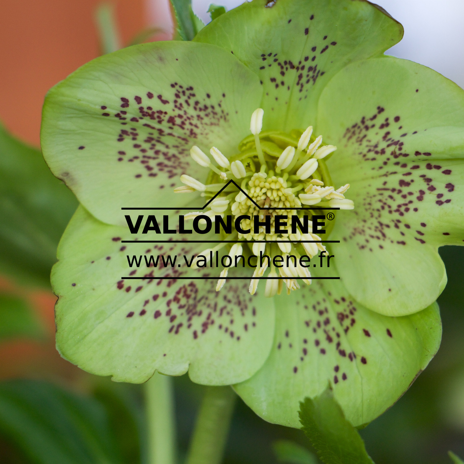 HELLEBORUS x orientalis ‘Green Spotted’ (vert moucheté)