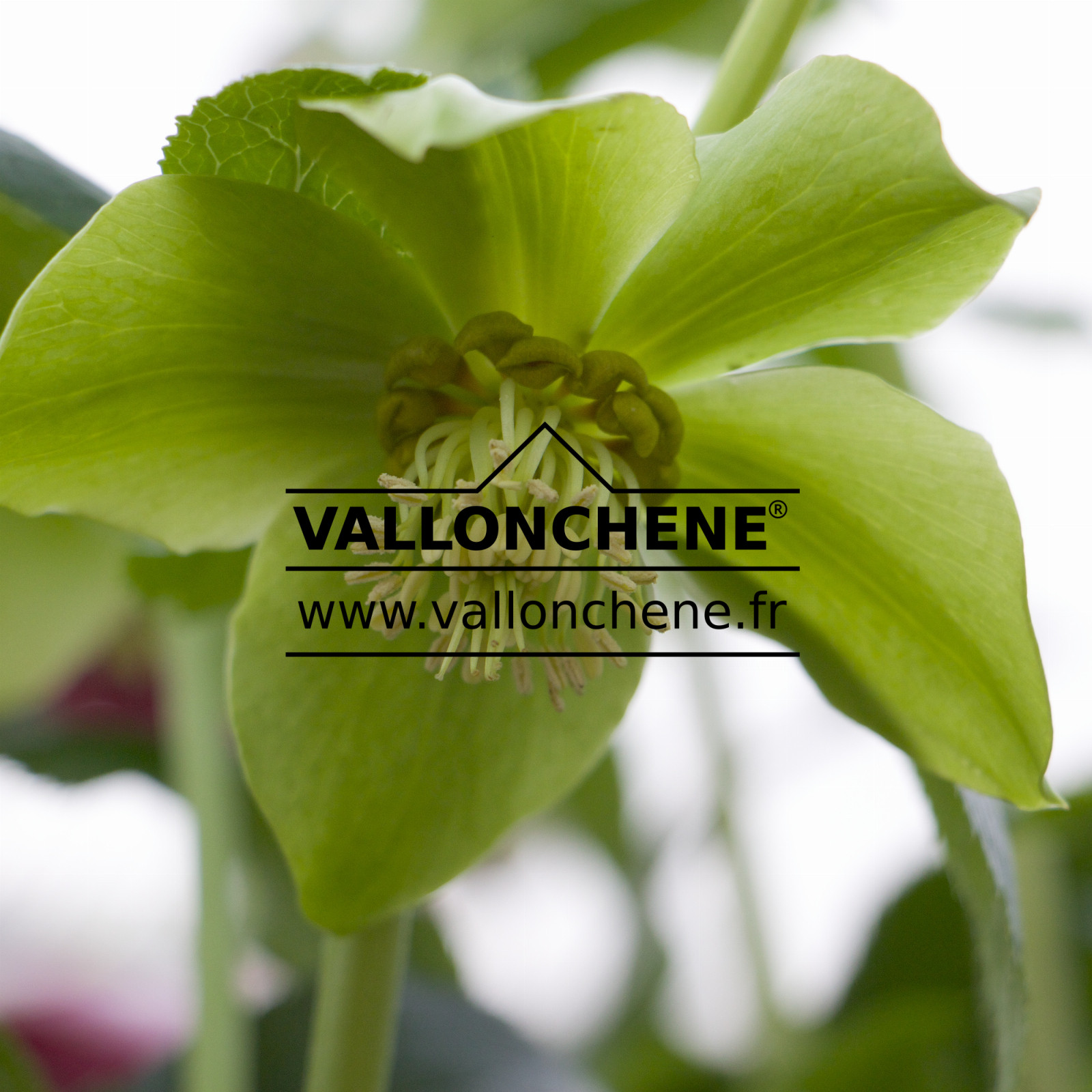 HELLEBORUS x orientalis ‘Green’ (vert)