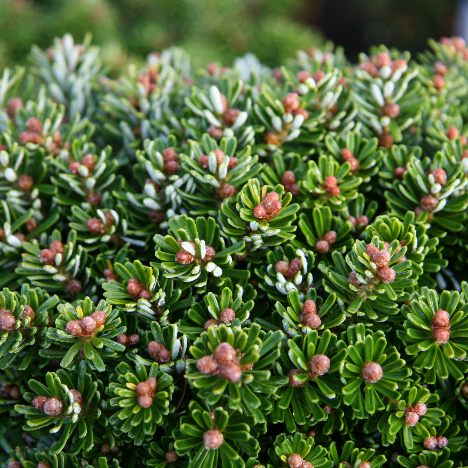 ABIES koreana ‘Silberkugel’ en Octobre