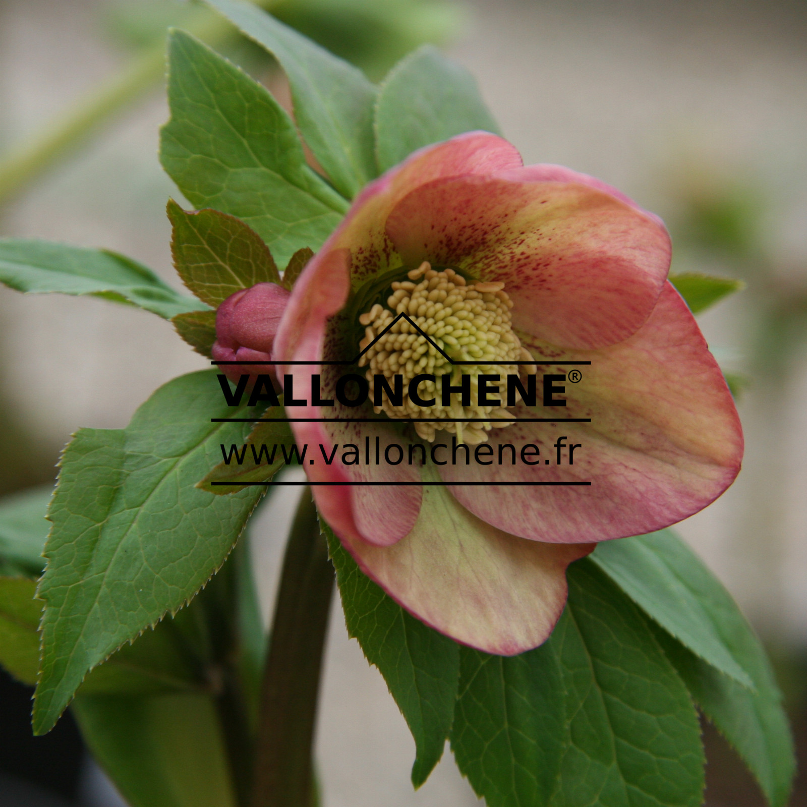 HELLEBORUS x orientalis guttatus ‘Abricot’ en Février