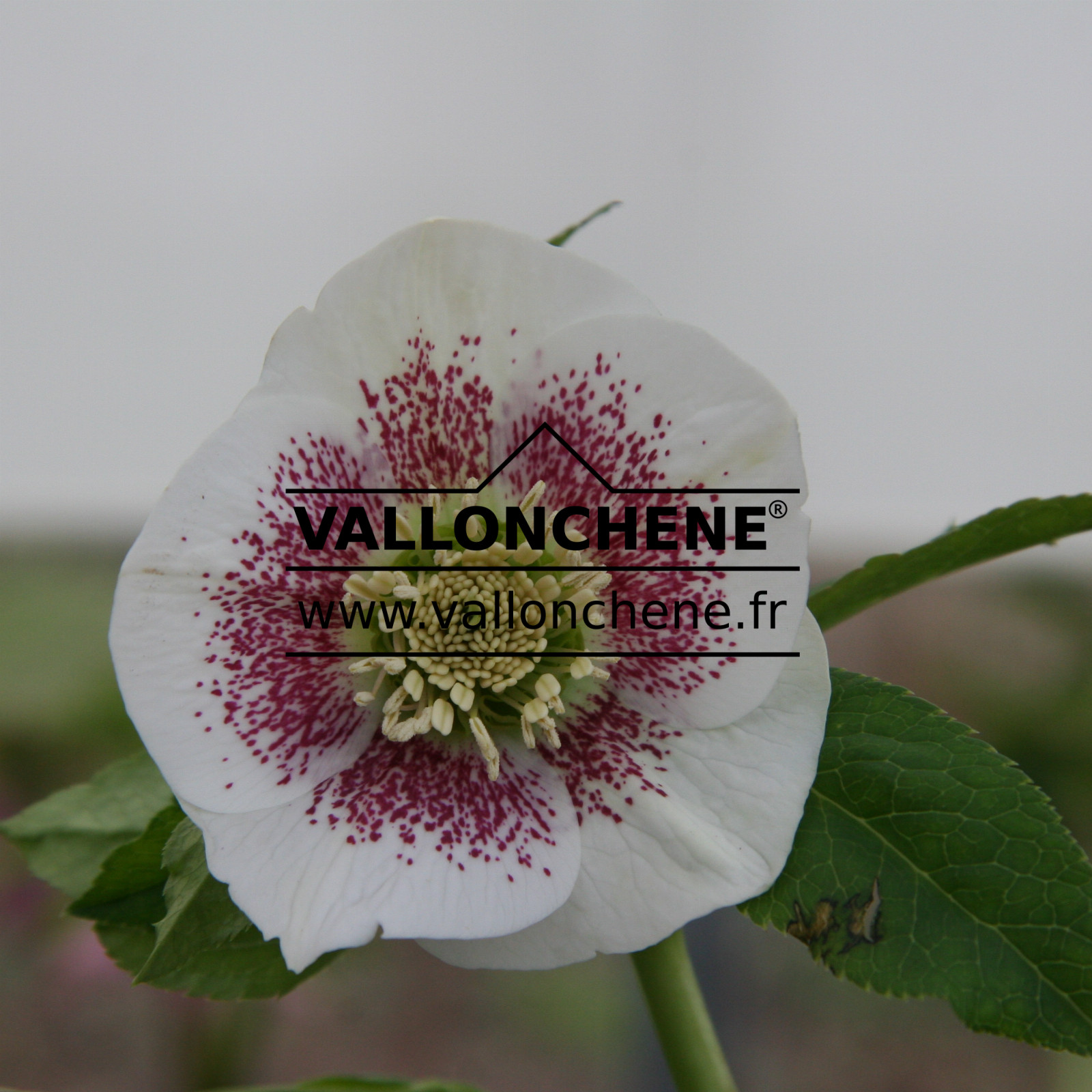 HELLEBORUS x orientalis guttatus ‘Blanc’