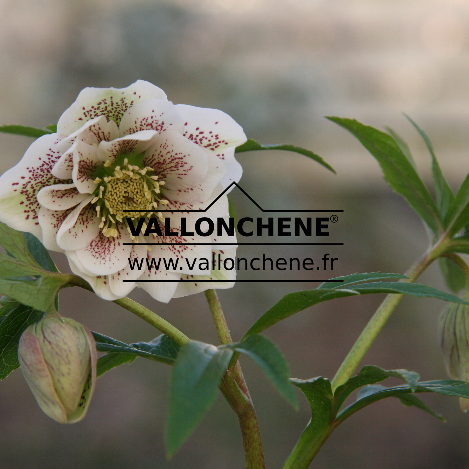 HELLEBORUS x orientalis guttatus ‚Fleurs doubles blanches‘ en Février