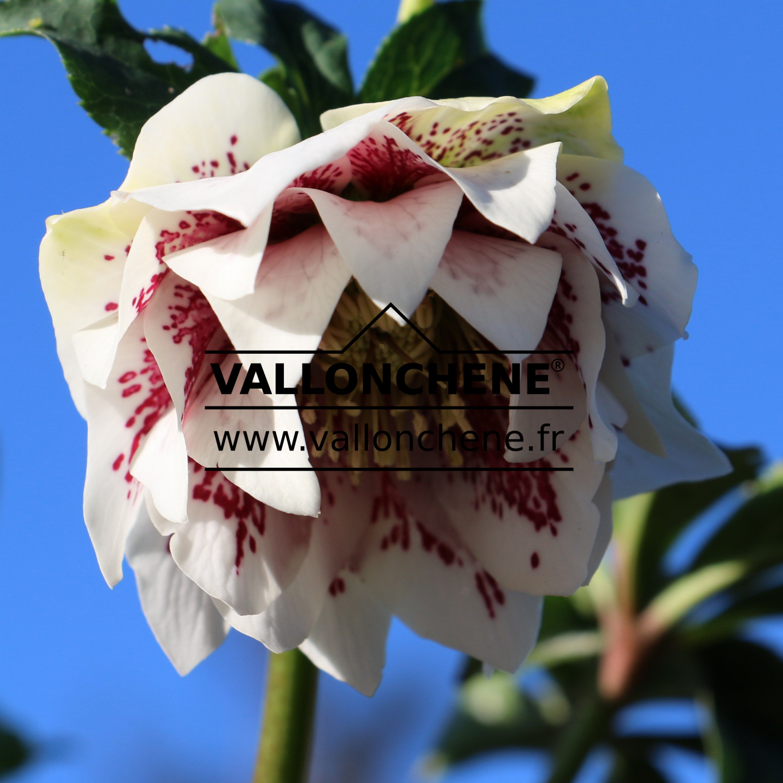 HELLEBORUS x orientalis guttatus ‘Fleurs doubles blanches’ en Janvier