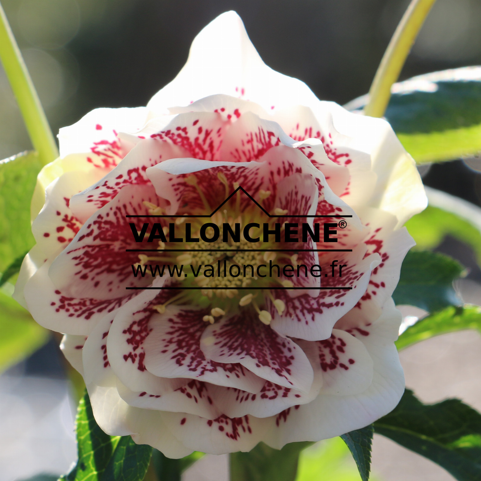 HELLEBORUS x orientalis guttatus 'Fleurs doubles blanches' en Janvier