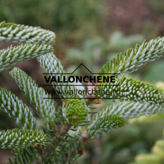 ABIES koreana 'Silberlocke' en Juin