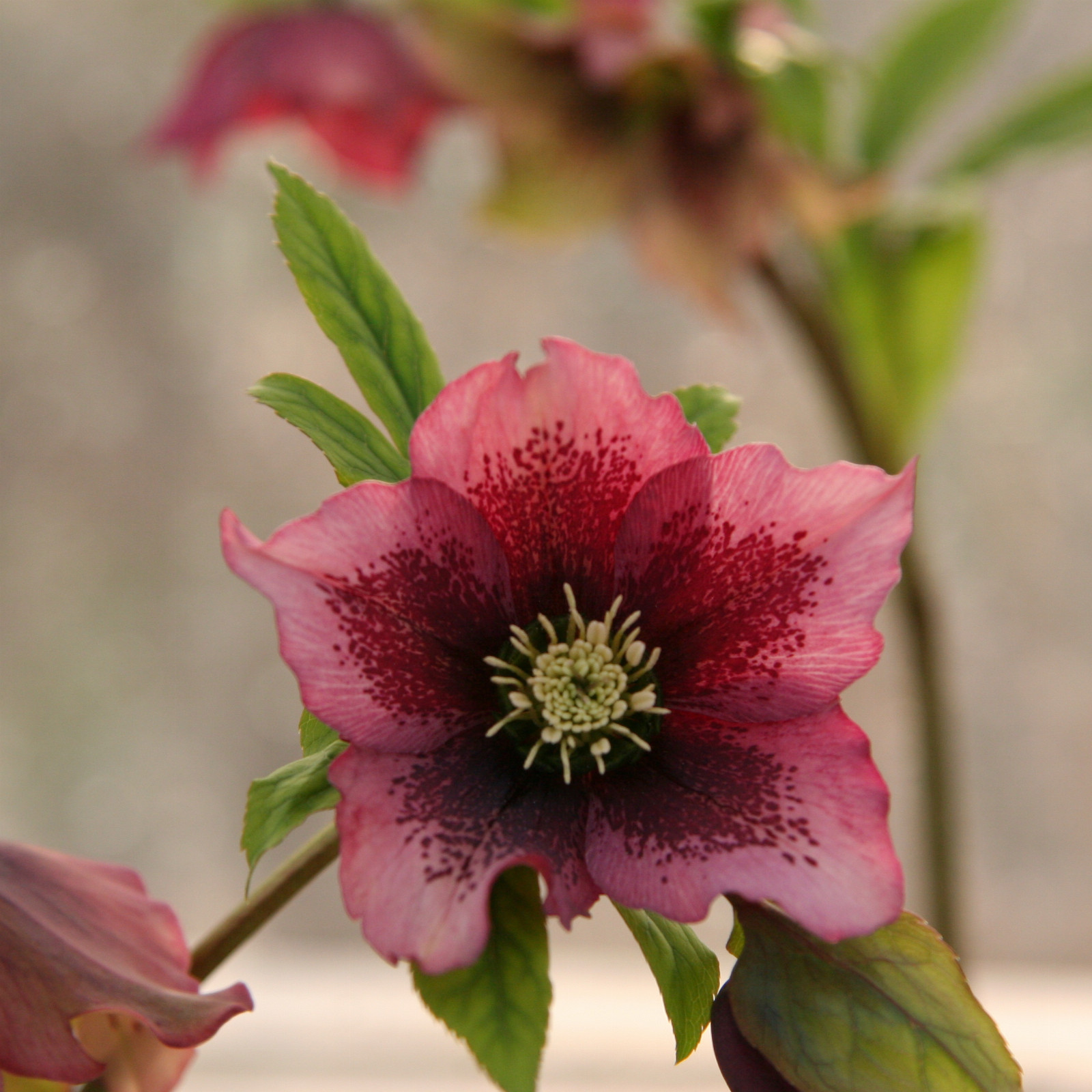 HELLEBORUS x orientalis guttatus 'Rose' en Février