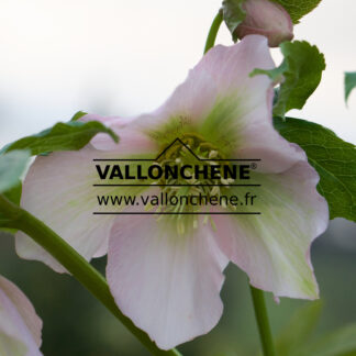 HELLEBORUS x orientalis 'Pink' (rose) en Janvier