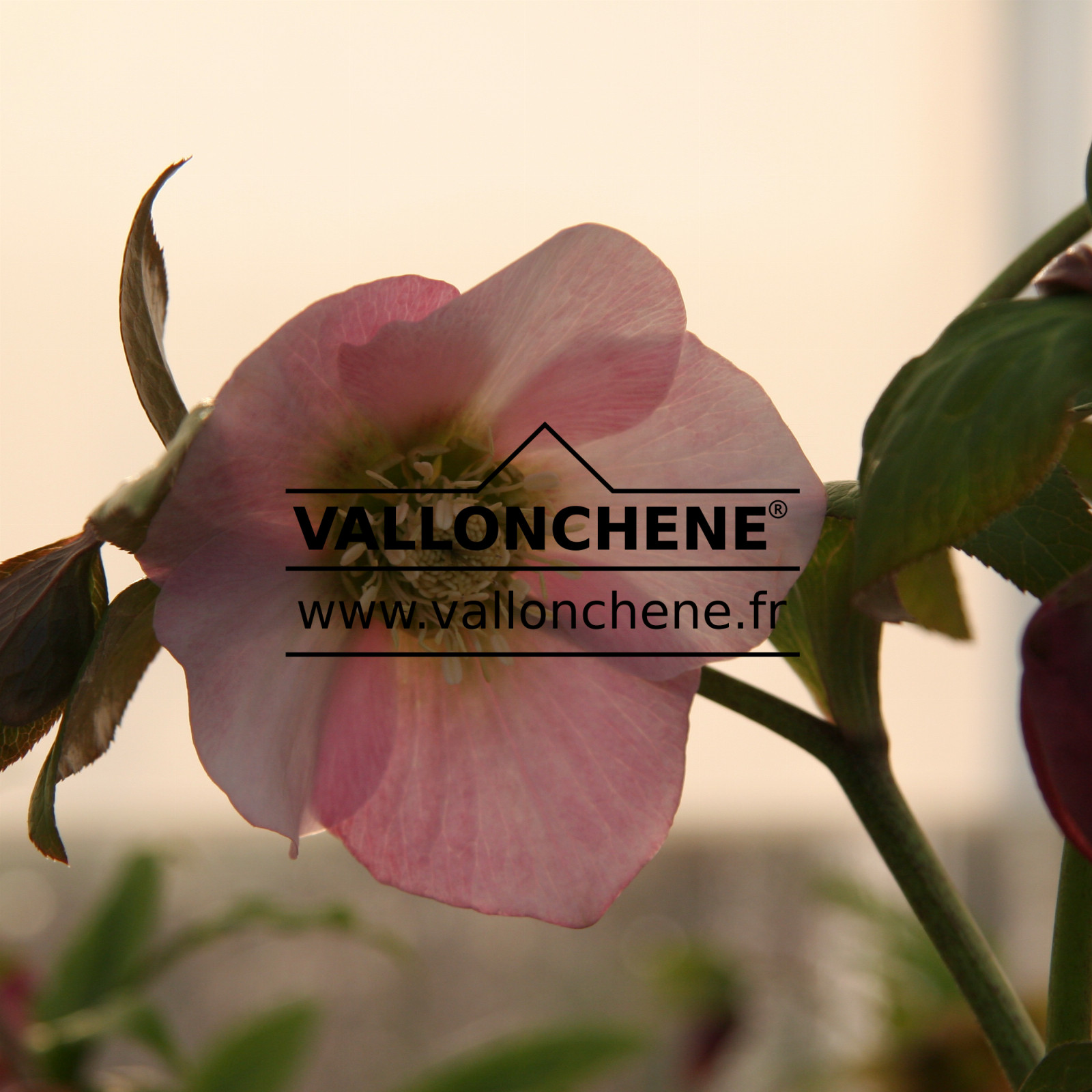 HELLEBORUS x orientalis 'Pink' (rose) en Février