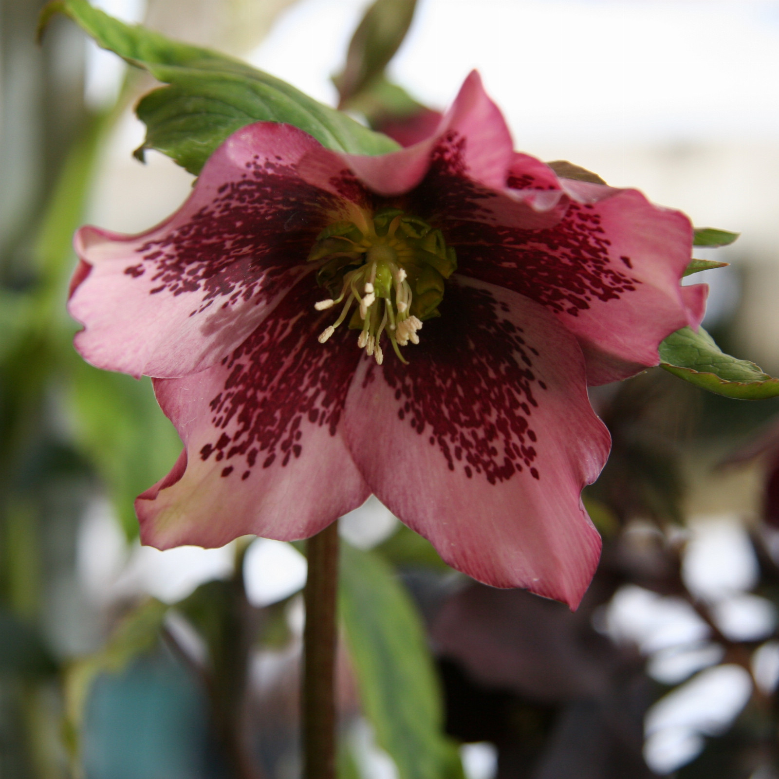 HELLEBORUS x orientalis ‚Pink Spotted‘ (rose moucheté) en Janvier