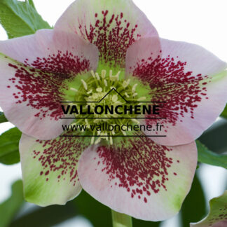 HELLEBORUS x orientalis 'Pink Spotted' (rose moucheté) en Janvier