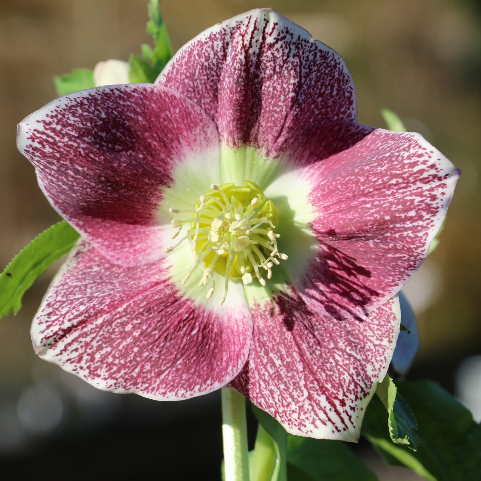 HELLEBORUS x orientalis ‘Pink Spotted with Green Center’ (rose moucheté avec coeur vert)