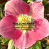 HELLEBORUS x orientalis 'Pink with Green Center' (rose centre foncé) en Janvier