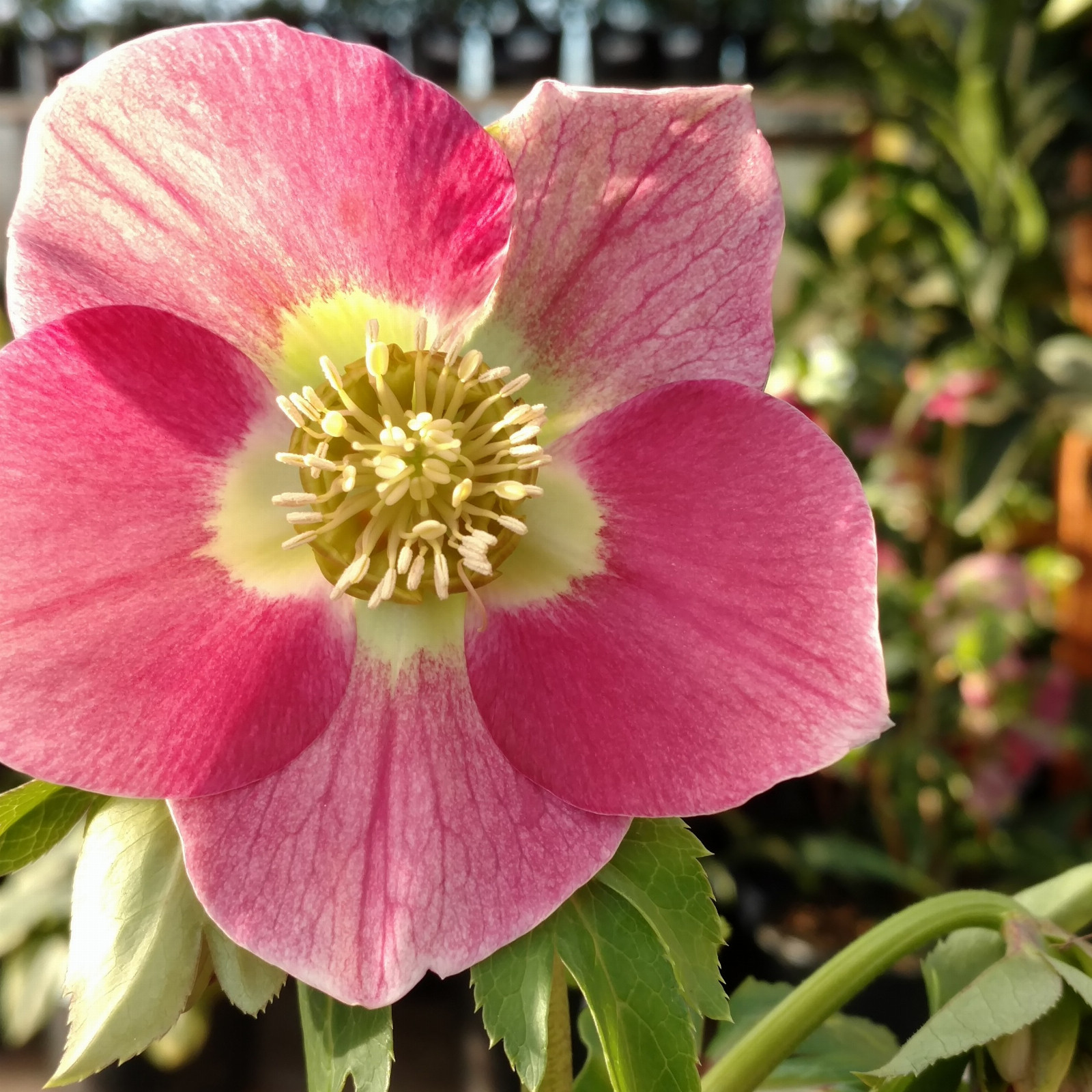 HELLEBORUS x orientalis 'Pink with Green Center' (rose centre foncé) en Janvier