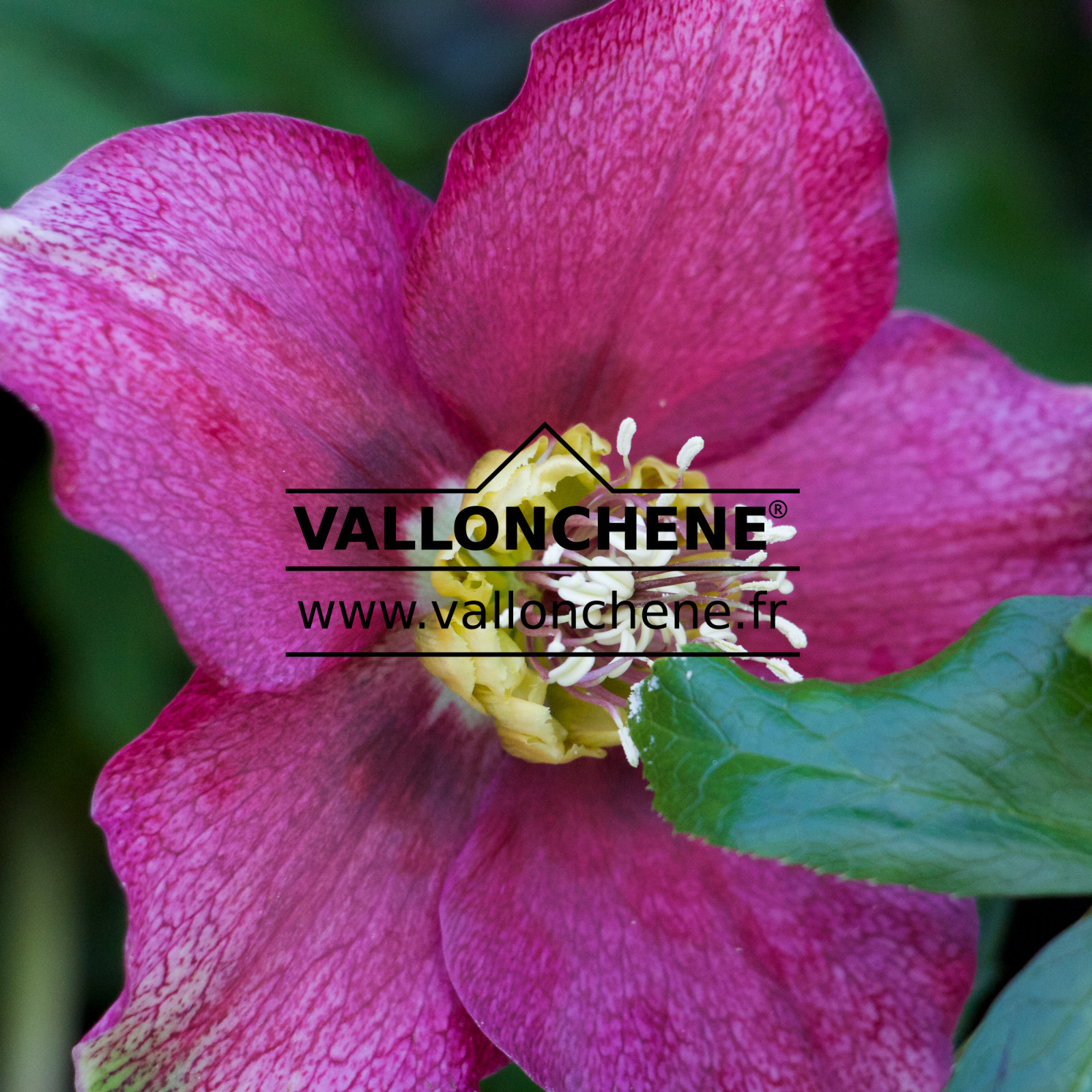 HELLEBORUS x orientalis ‘Red’ (rouge) en Janvier