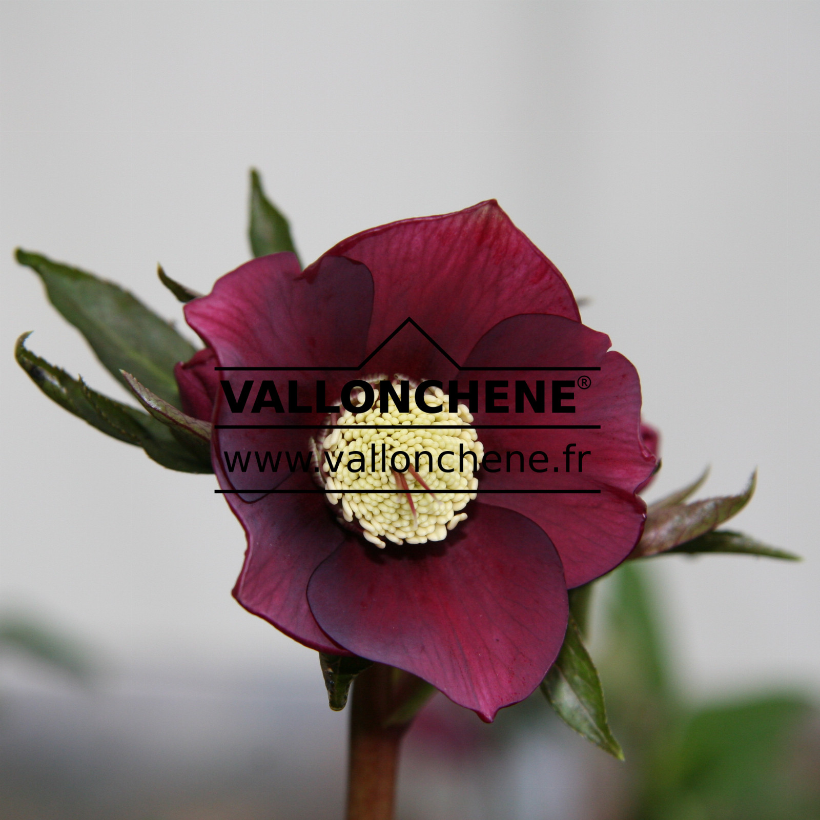 HELLEBORUS x orientalis 'Red' (rouge) en Janvier