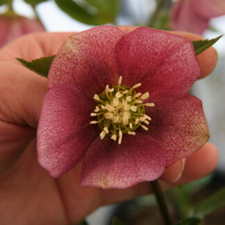 HELLEBORUS x orientalis 'Red Spotted' (rouge moucheté) en Janvier