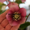 HELLEBORUS x orientalis ‘Red Spotted’ (rouge moucheté) en Janvier