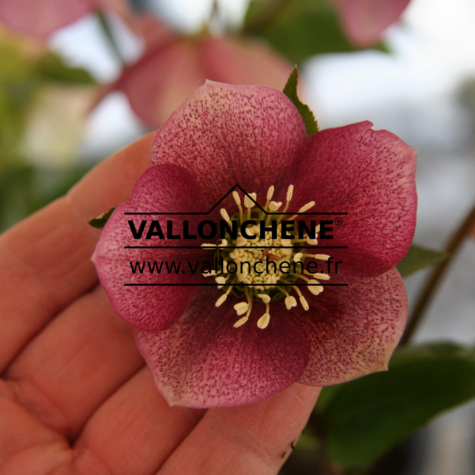 HELLEBORUS x orientalis 'Red Spotted' (rouge moucheté) en Janvier