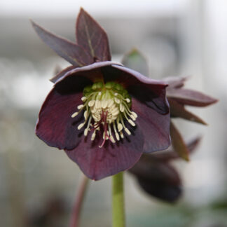 HELLEBORUS x orientalis 'Slaty Blue' en Janvier