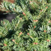 ABIES cephalonica 'Greg's Broom' en Février