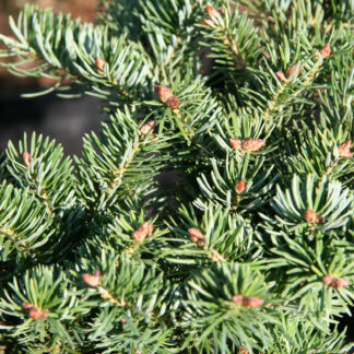 ABIES cephalonica 'Greg's Broom'