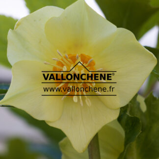 HELLEBORUS x orientalis 'Super Yellow' (très jaune) en Janvier