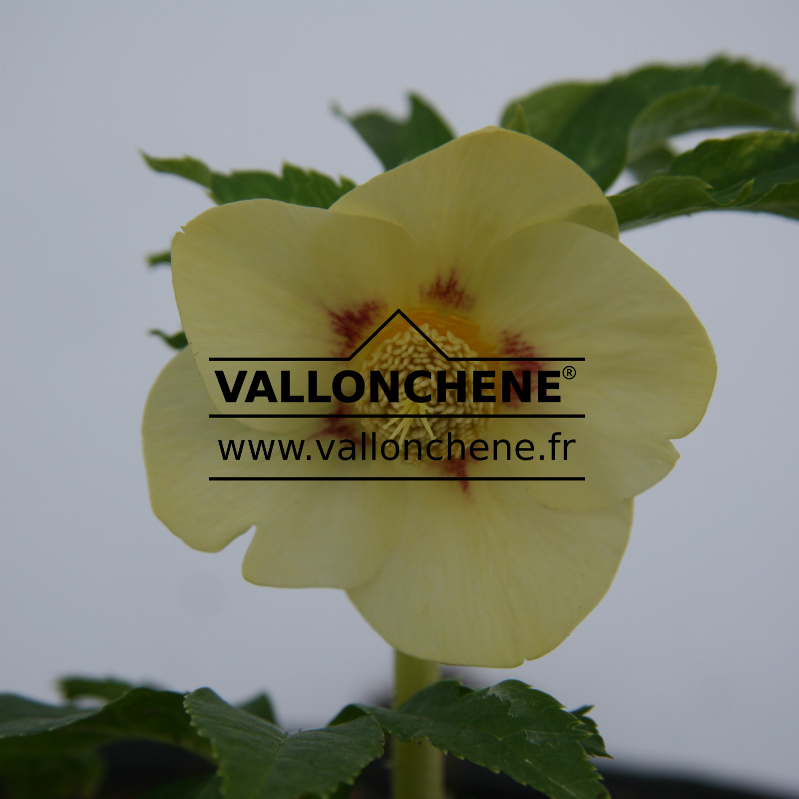 HELLEBORUS x orientalis ‘Super Yellow’ (très jaune) en Janvier