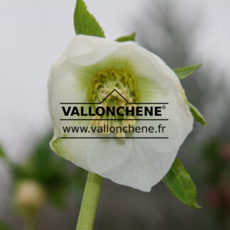 HELLEBORUS x orientalis 'White' (blanc) en Janvier