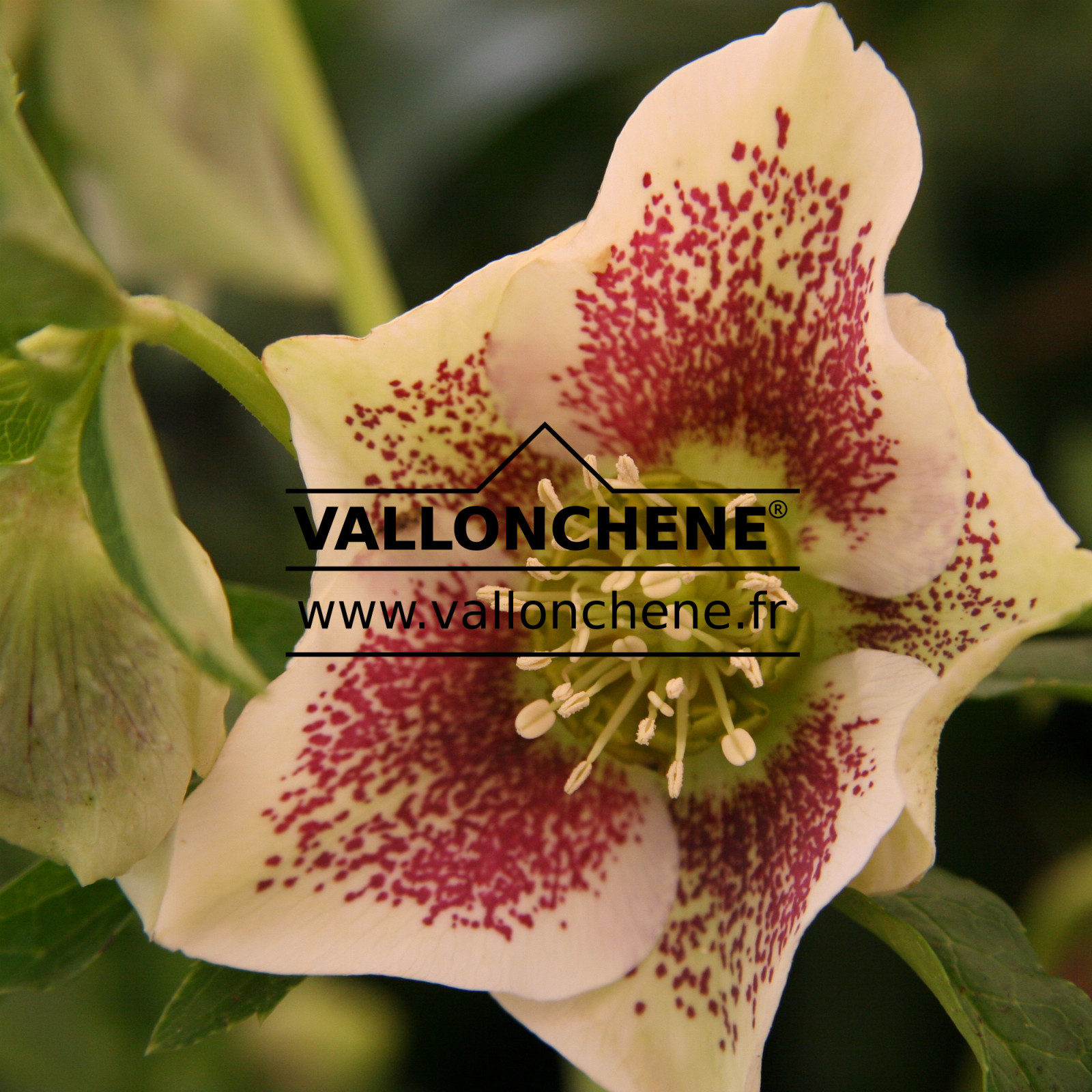 HELLEBORUS x orientalis ‘White Spotted’ (blanc moucheté) en Janvier