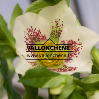 HELLEBORUS x orientalis 'White Spotted' - hellebore