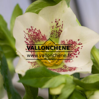 HELLEBORUS x orientalis 'White Spotted' (blanc moucheté) en Janvier