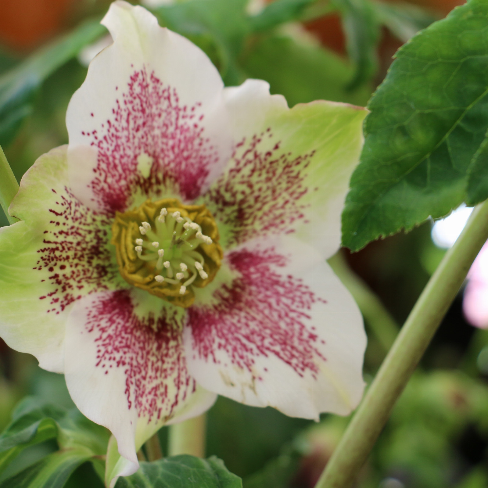 HELLEBORUS x orientalis ‚White Spotted‘ (blanc moucheté) en Janvier