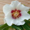 HELLEBORUS x orientalis 'White with Dark Center' (blanc coeur foncé) en Janvier