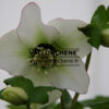 HELLEBORUS x orientalis ‘White with Pink Edge’ (blanc avec bord rose) en Janvier