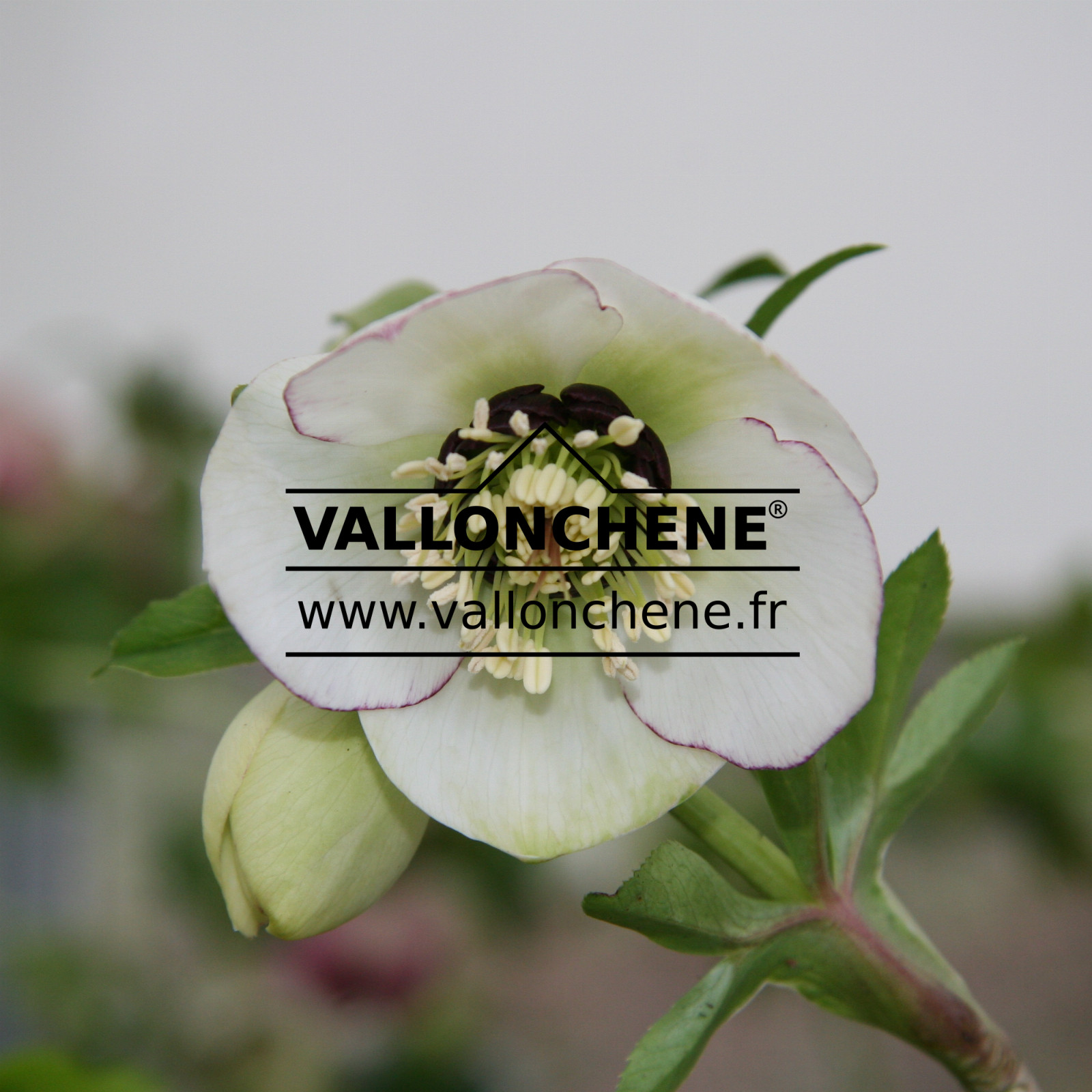 HELLEBORUS x orientalis ‘White with Pink Edge’ (blanc avec bord rose) en Janvier