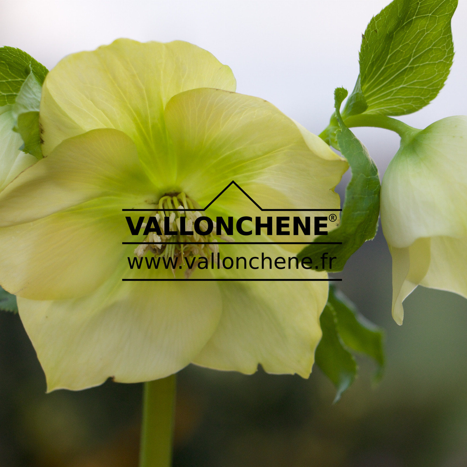 HELLEBORUS x orientalis ‘Yellow’ (jaune)
