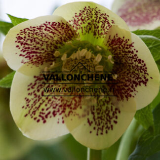 HELLEBORUS x orientalis 'Yellow Spotted' (jaune moucheté) en Janvier