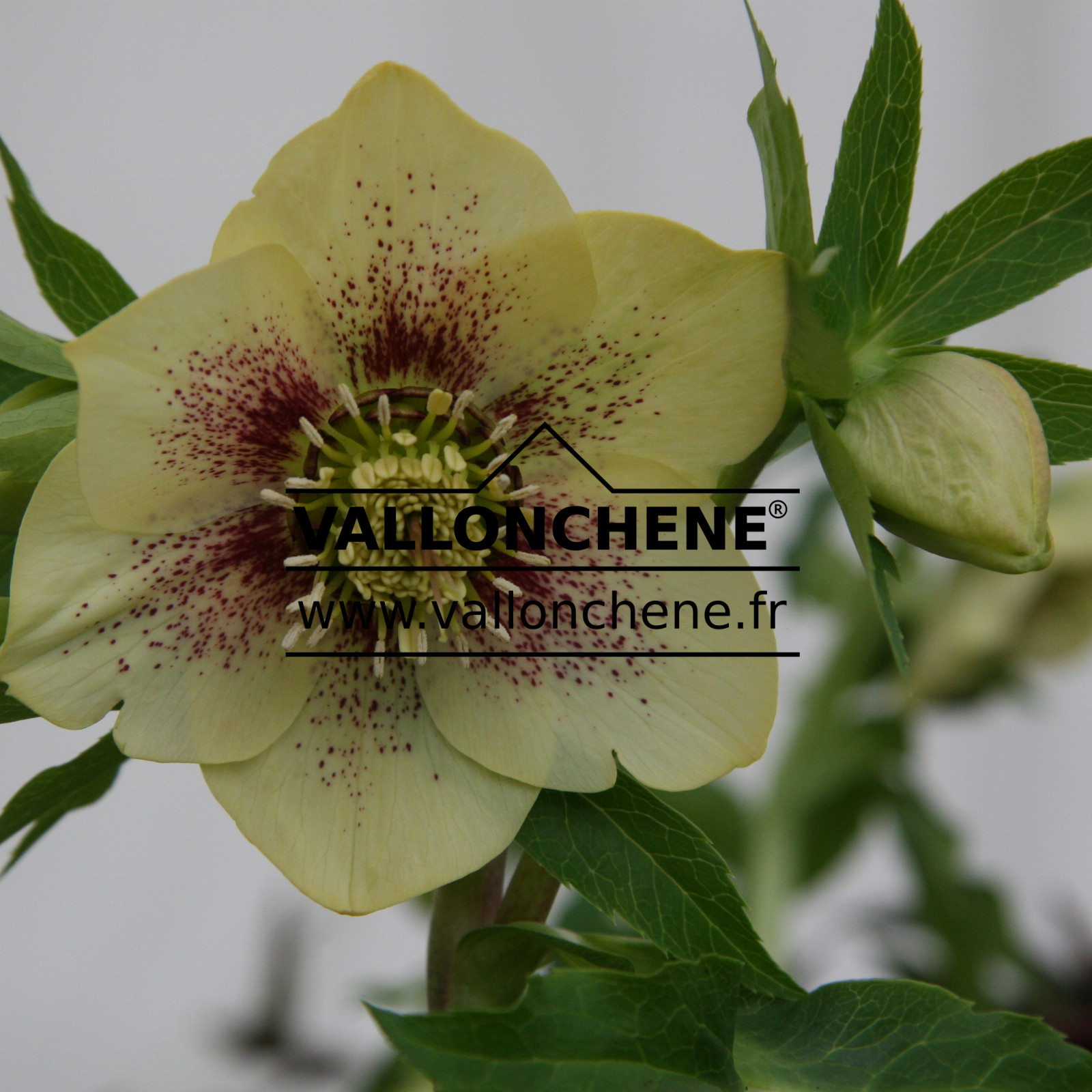 HELLEBORUS x orientalis 'Yellow Spotted' (jaune moucheté) en Janvier