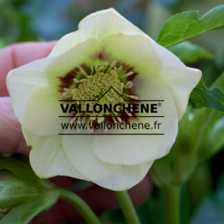 HELLEBORUS x orientalis 'Yellow with Red Center' (jaune avec coeur rouge) en Janvier