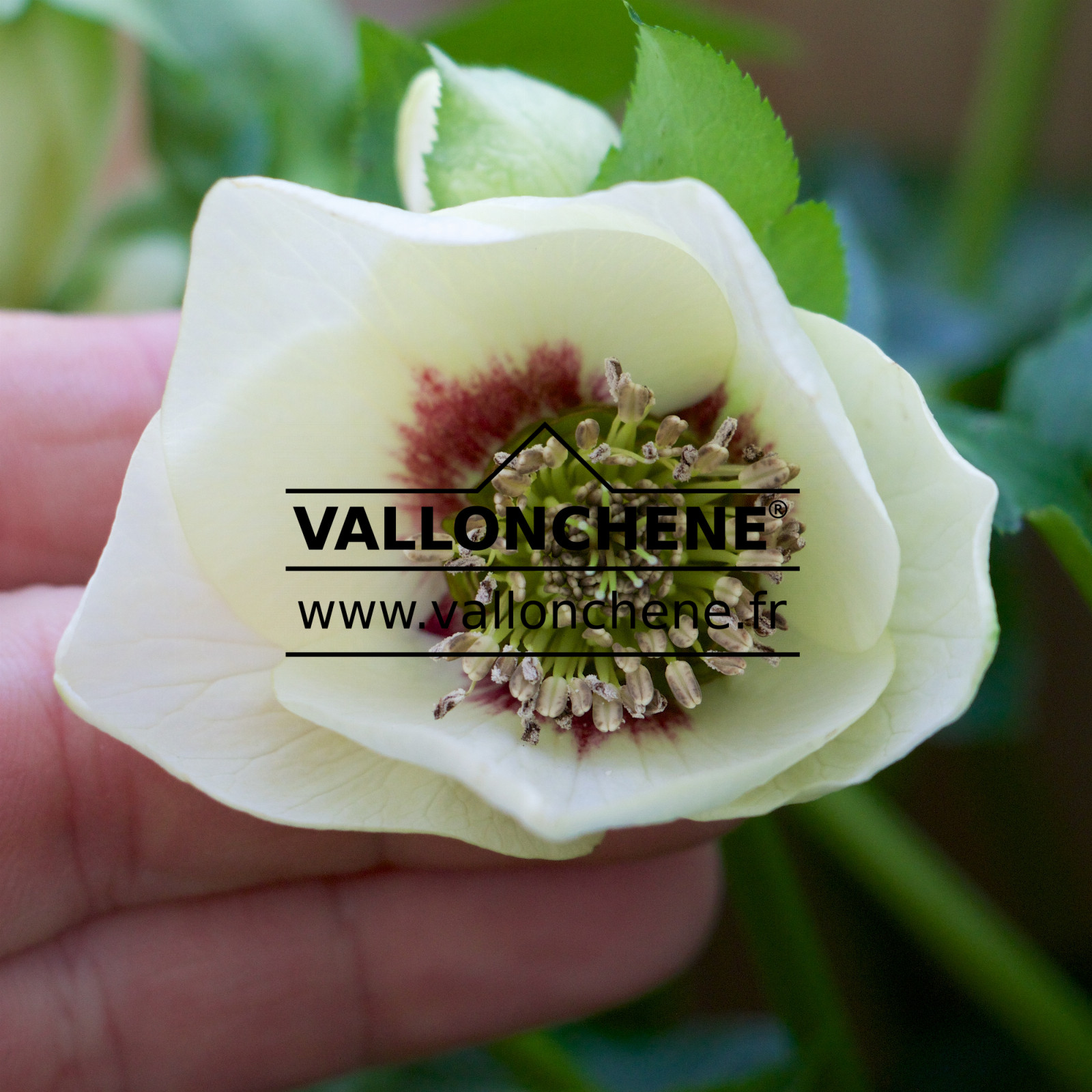 HELLEBORUS x orientalis ‘Yellow with Red Center’ (jaune avec coeur rouge) en Janvier